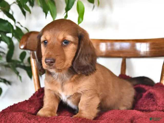 Miniature Dachshund dogs for sale: Hunter - Ad 2