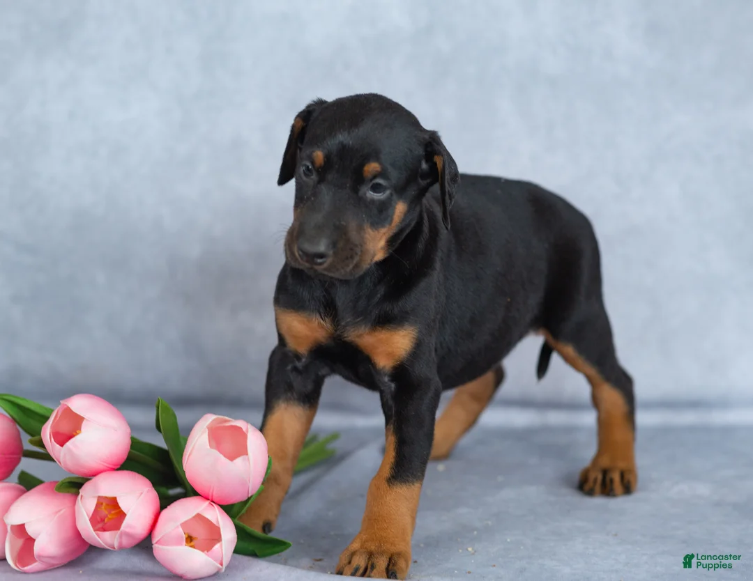Mixed Breed dogs for sale: Reba - Ad 1
