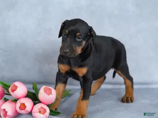 Mixed Breed dogs for sale: Reba - Ad 3