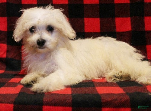 Maltese dogs Molly - Ad 2