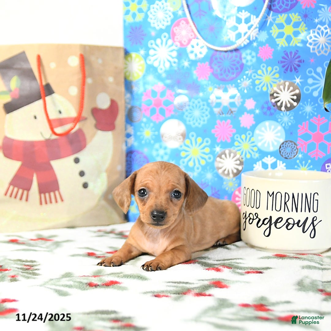 Miniature Dachshund dogs for sale: Bitsy EXTRA SMALL - Ad 5