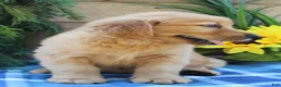 Golden Retriever dogs for sale: Rocky - Ad 4