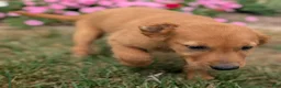 Golden Retriever dogs for sale: Abbott - Ad 8