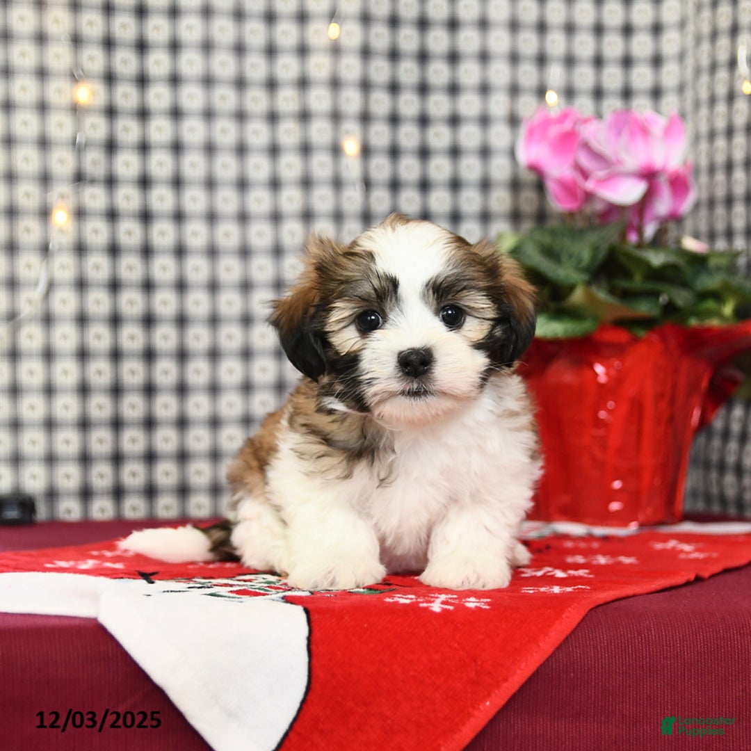 Malshi dogs for sale: Hope - Ad 1