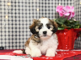 Malshi dogs Hope - Ad 6