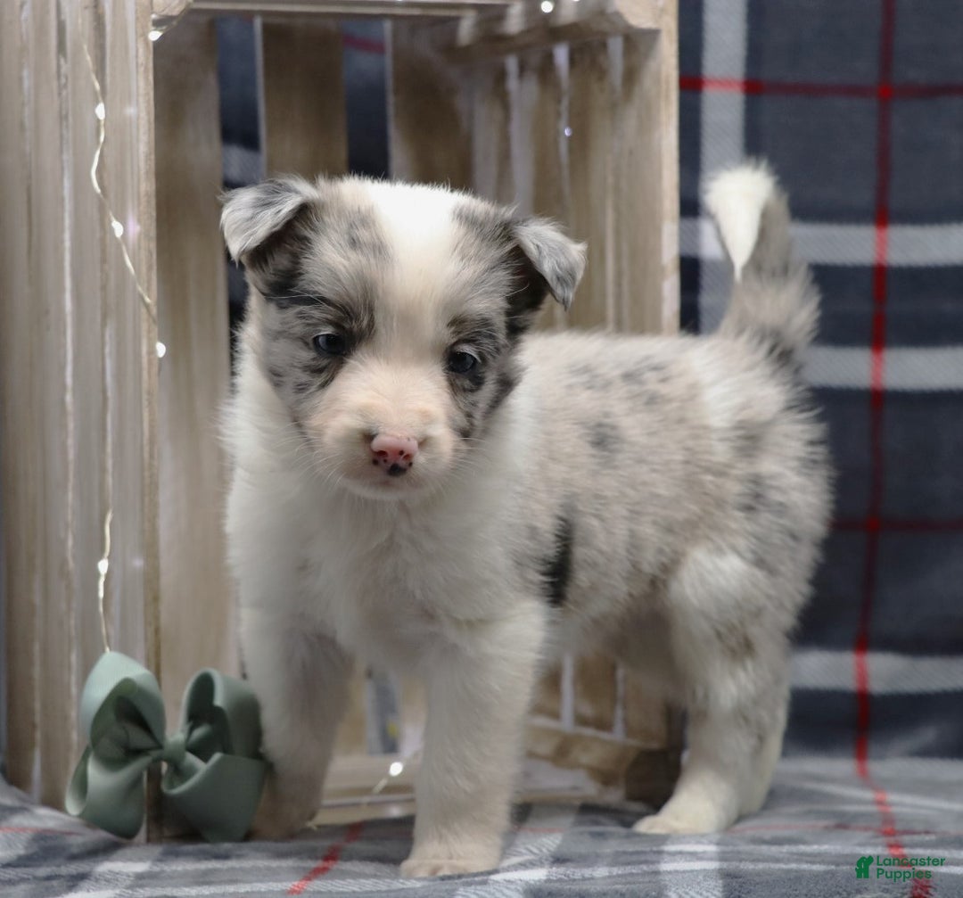 Border Collie dogs for sale:  flurry  - Ad 2