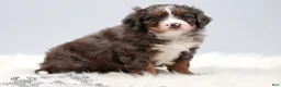 Mini Bernedoodle dogs for sale: Carter  - Ad 5