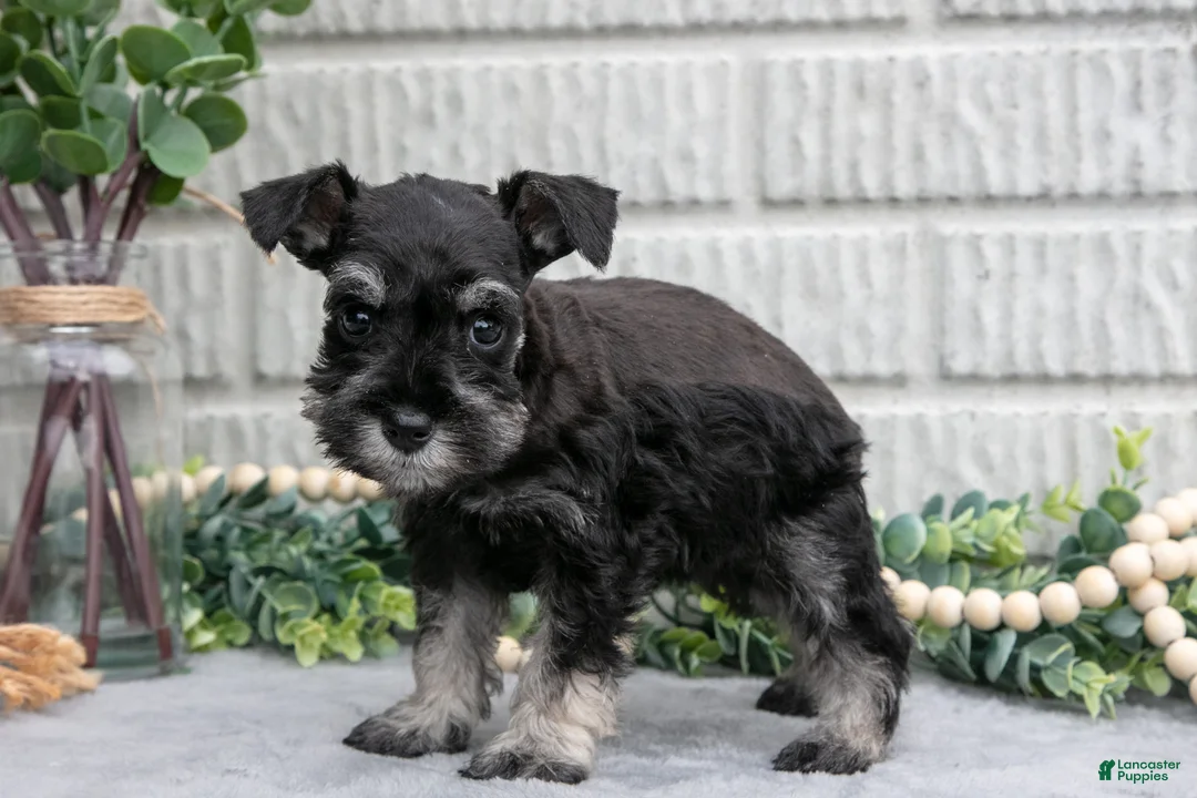Miniature Schnauzer dogs for sale: Dixie - Ad 3