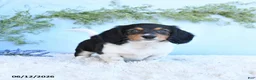 Miniature Dachshund dogs for sale: Krystal - Ad 5