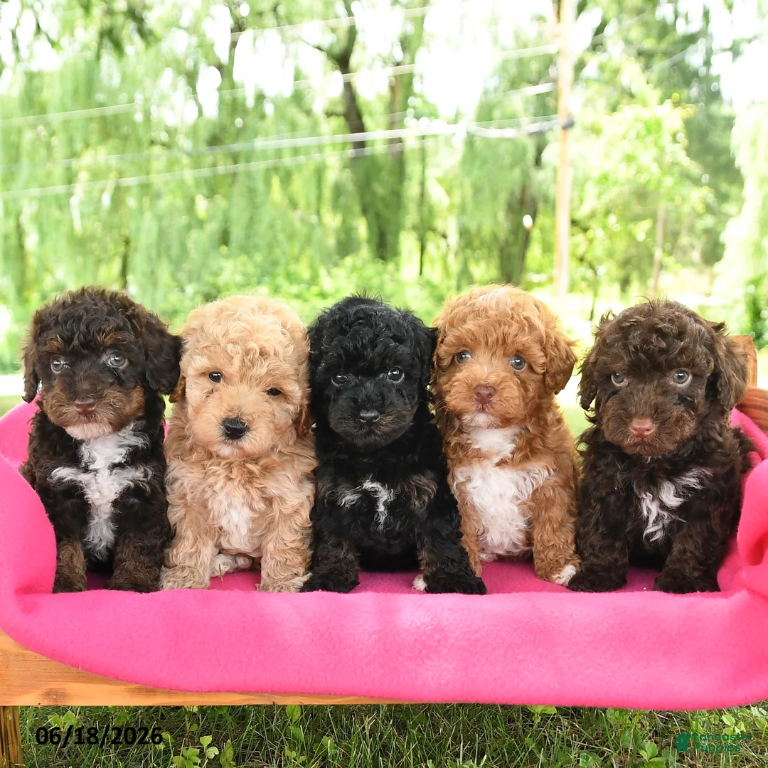 Toy Poodle dogs for sale: Adam - Ad 5