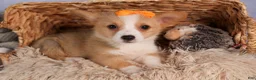 Welsh Corgi Pembroke dogs for sale: Carter  - Ad 6