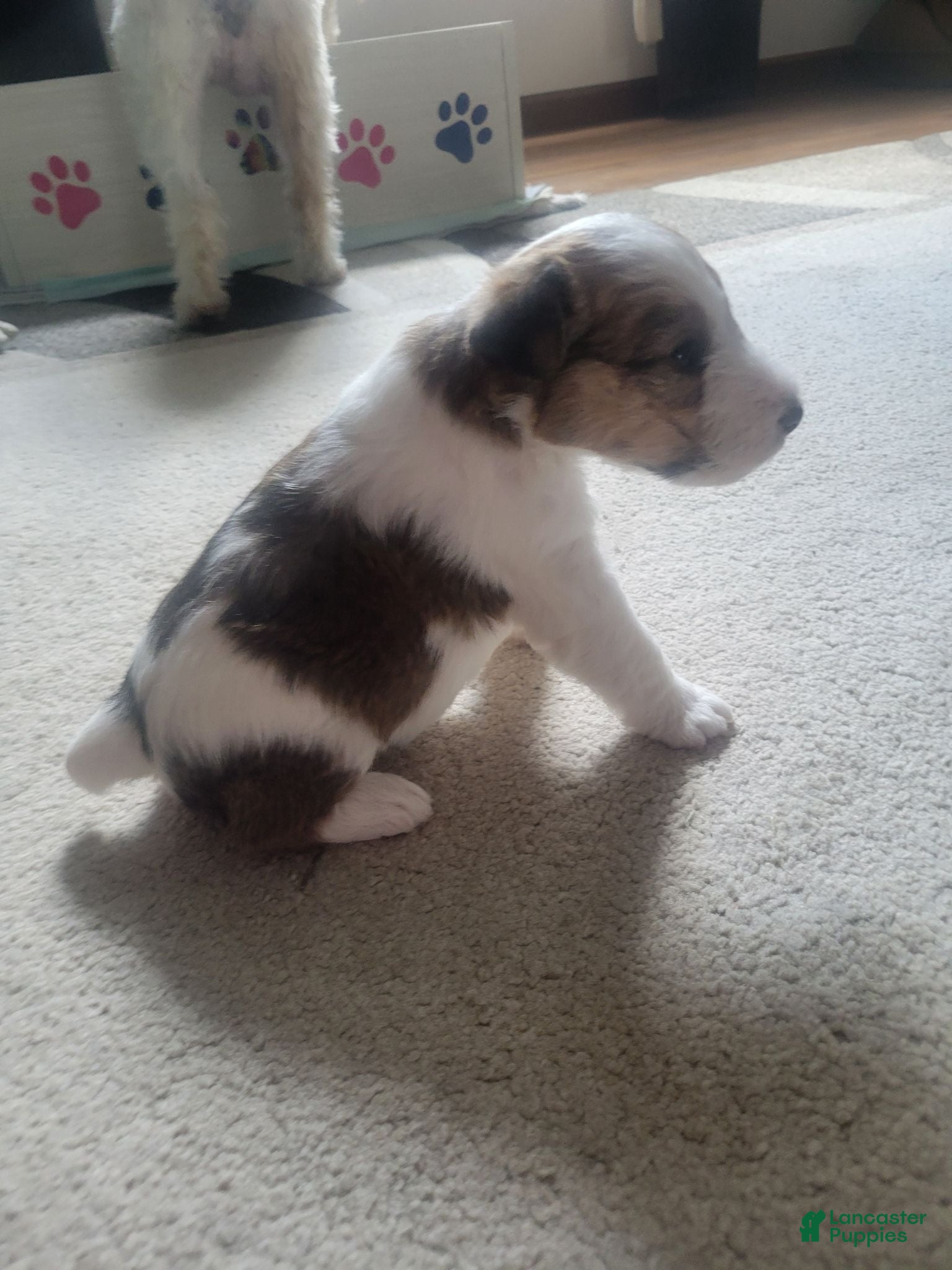Wire Fox Terrier dogs Wire Fox Terrier 3 - Ad 9