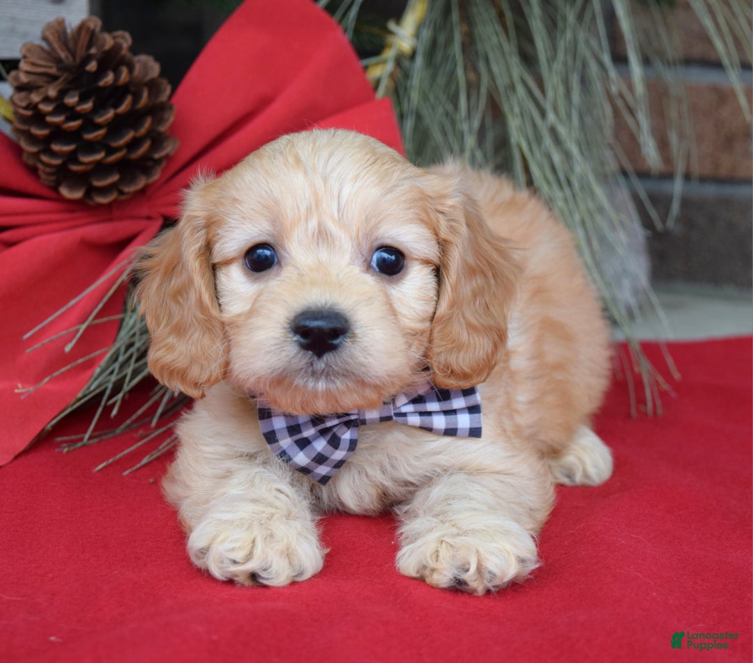 Cavachon dogs for sale: Conner - Ad 6