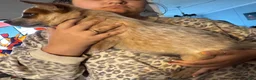 Australian Cattle Dog dogs for sale: Australian Cattle Dog Puppy 1 - Ad 1