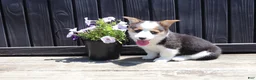 Welsh Corgi Pembroke dogs for sale: Irene - Ad 4