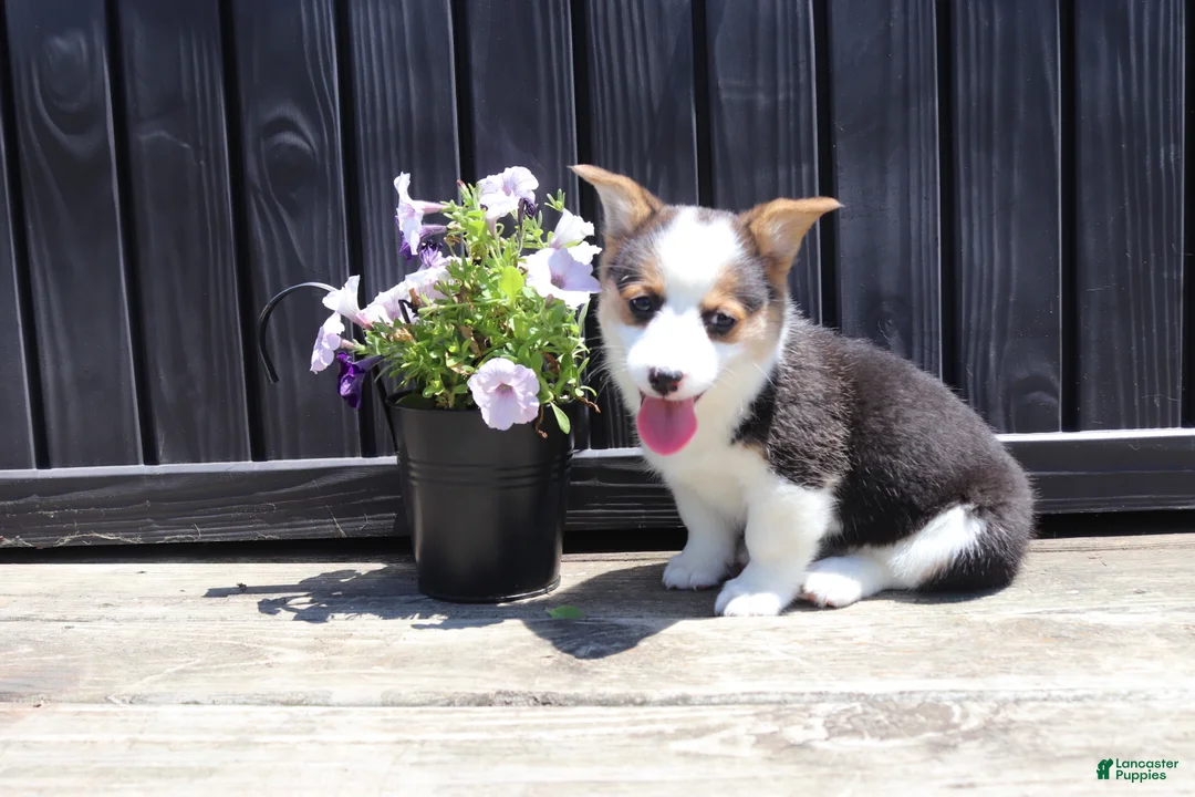 Welsh Corgi Pembroke dogs for sale: Irene - Ad 4