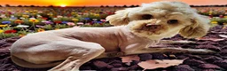 Havapoo dogs for sale: Avalon-SUMMER SALE!! $100 off listed price-this week only!  - Ad 12