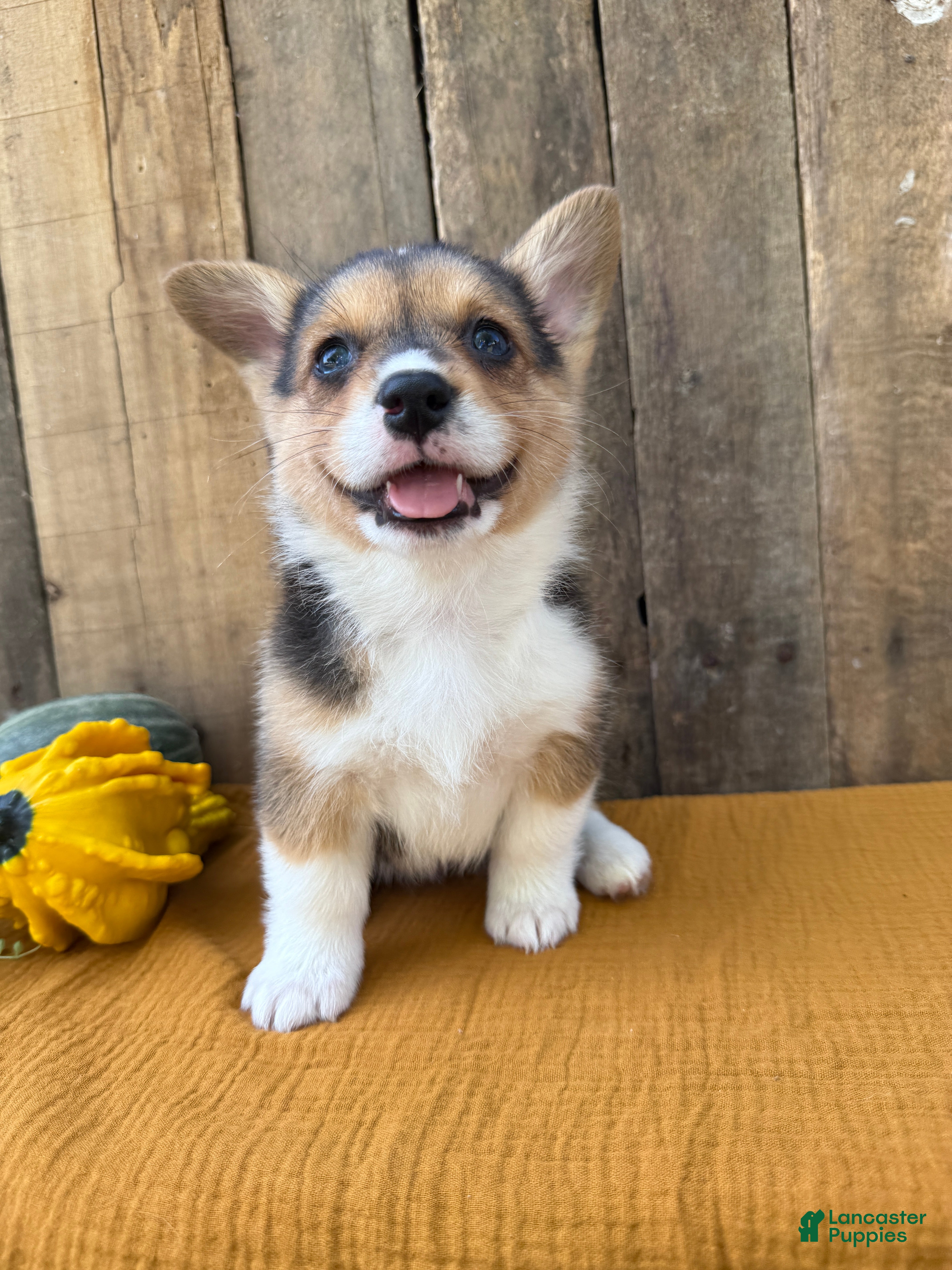 Welsh Corgi Pembroke dogs Joy - Ad 7