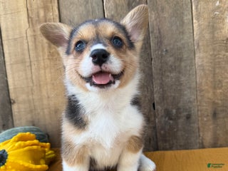 Welsh Corgi Pembroke dogs Joy - Ad 25