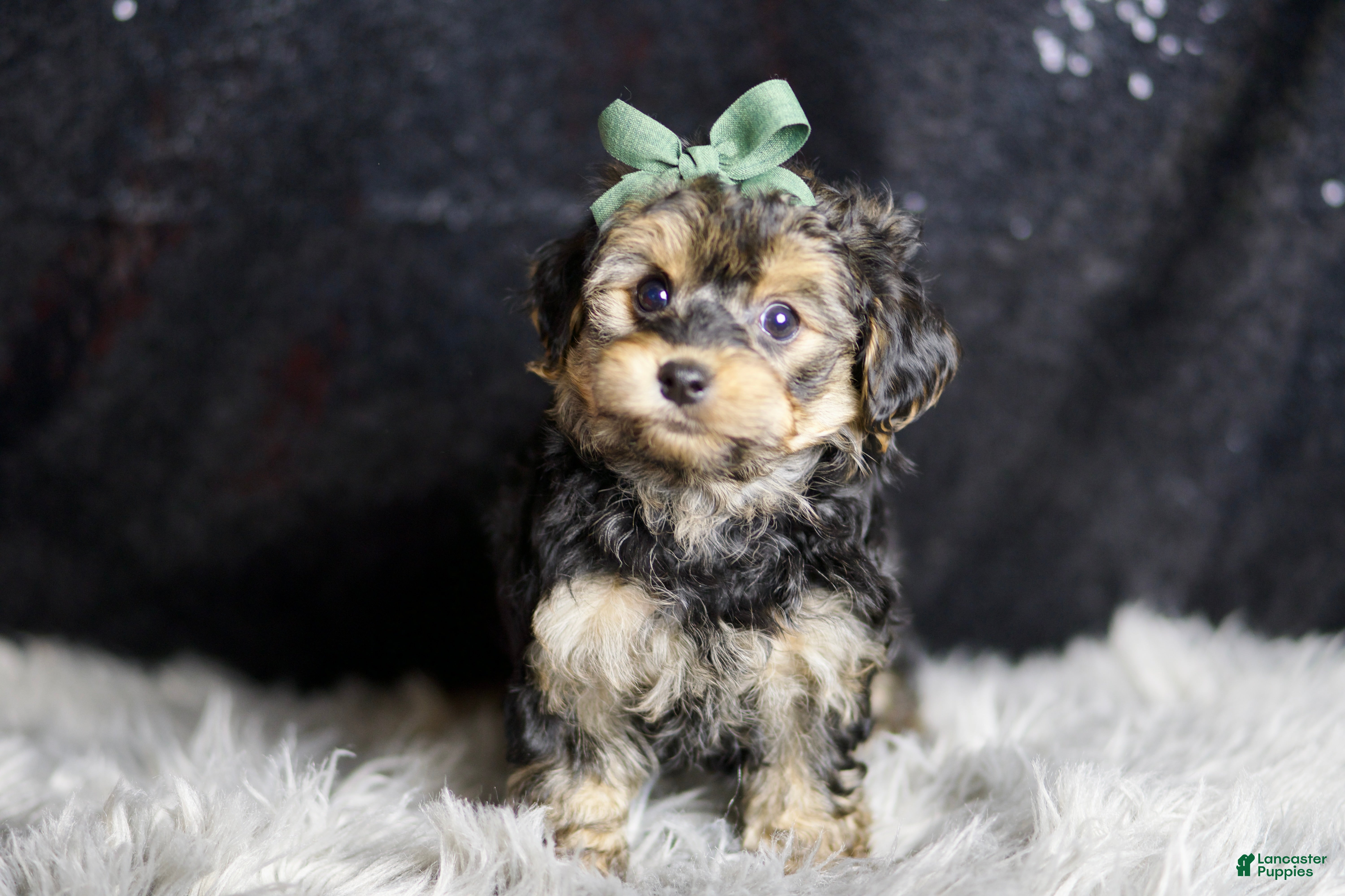 Yorkiepoo dogs Trevor - Ad 42