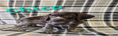 CHICO