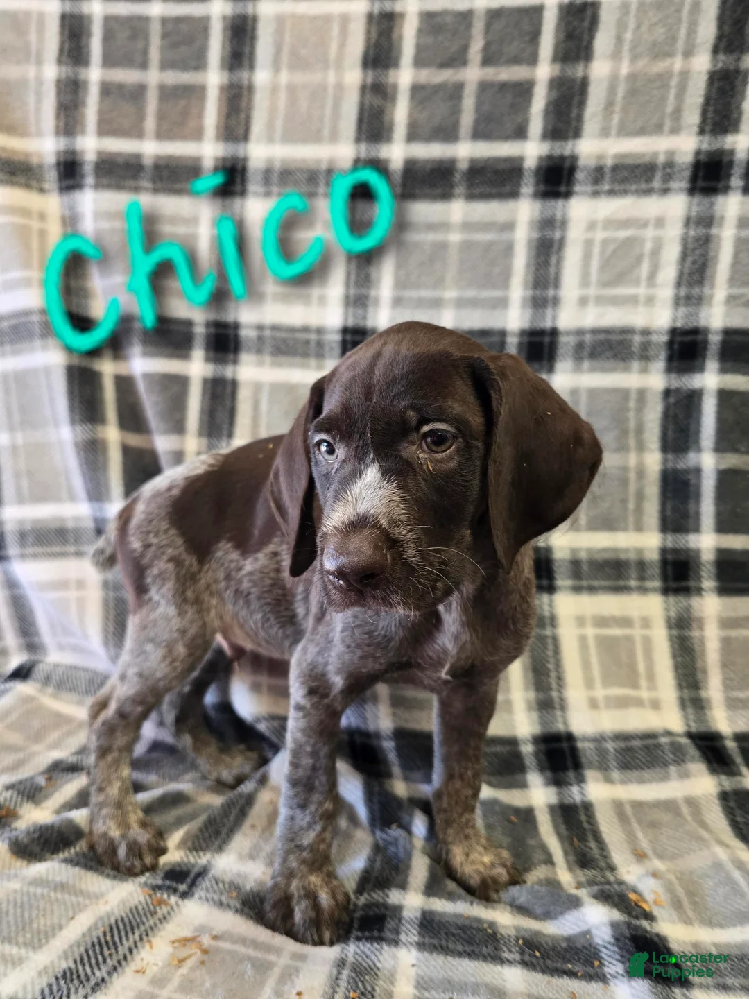 German Wirehaired Pointer dogs for sale: CHICO - Ad 1