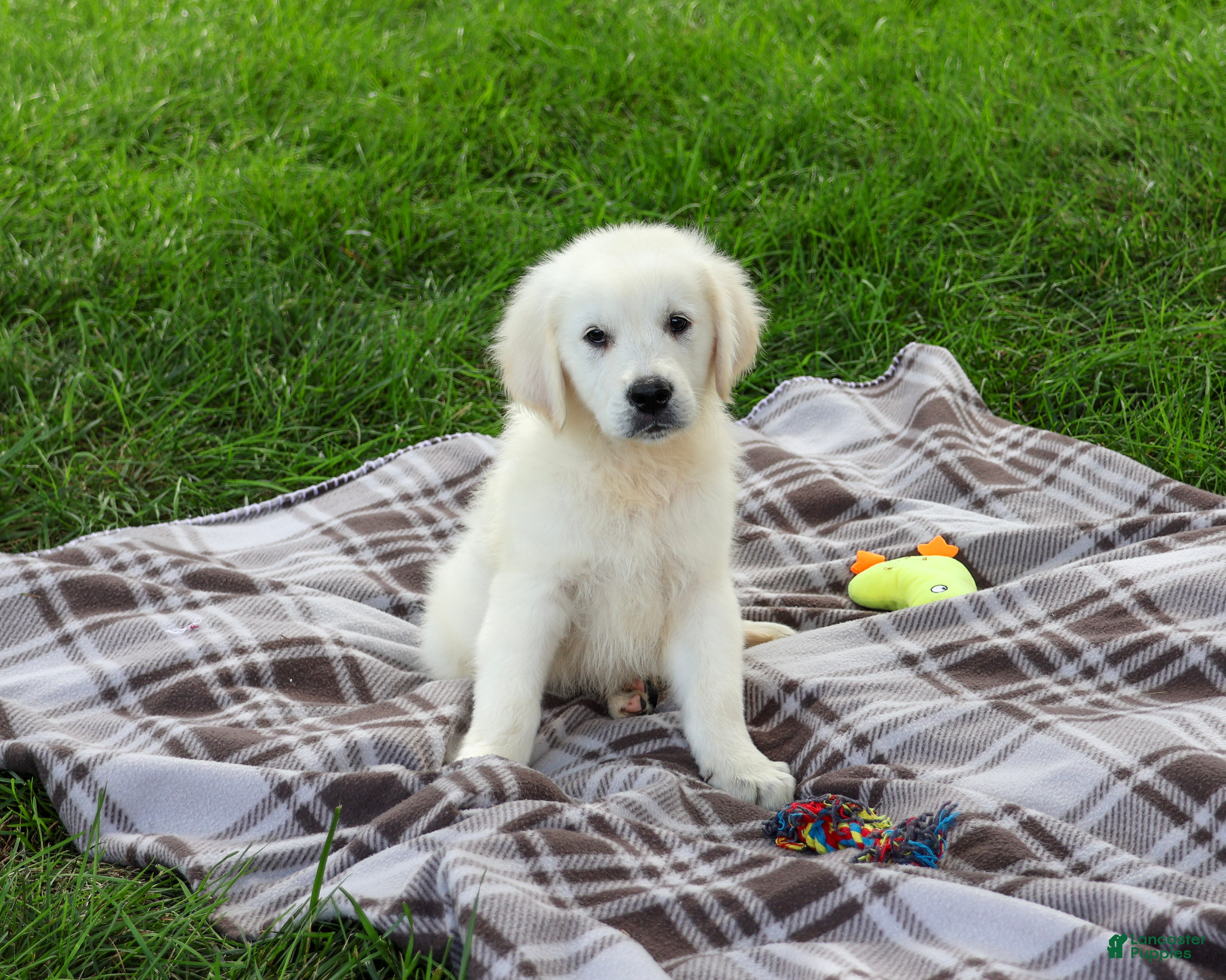 Golden Retriever dogs Turbo - Ad 8
