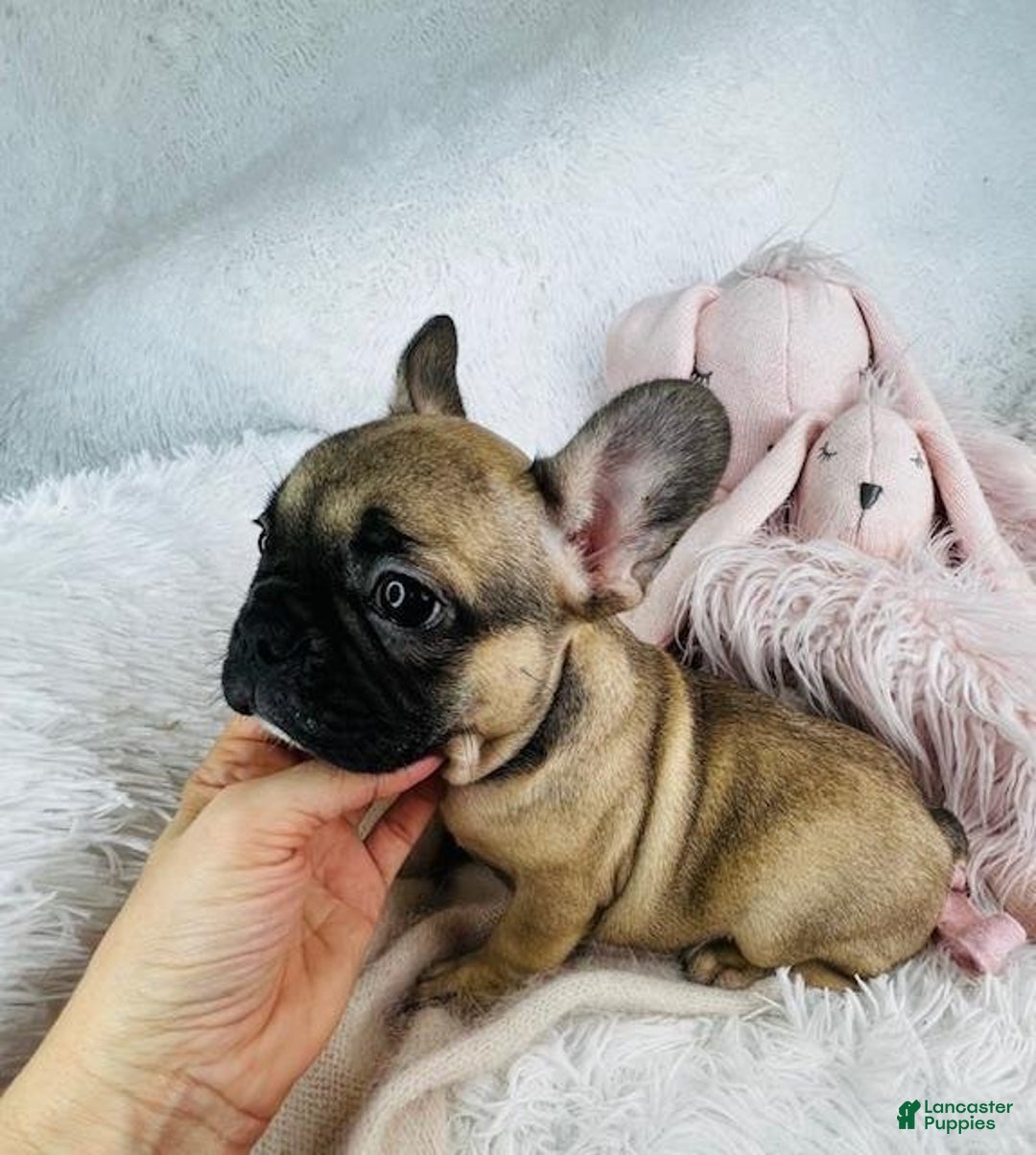 French Bulldog dogs for sale: Frank - Ad 2