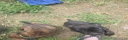 Cane Corso dogs for sale: Cane Corso 1 - Ad 12