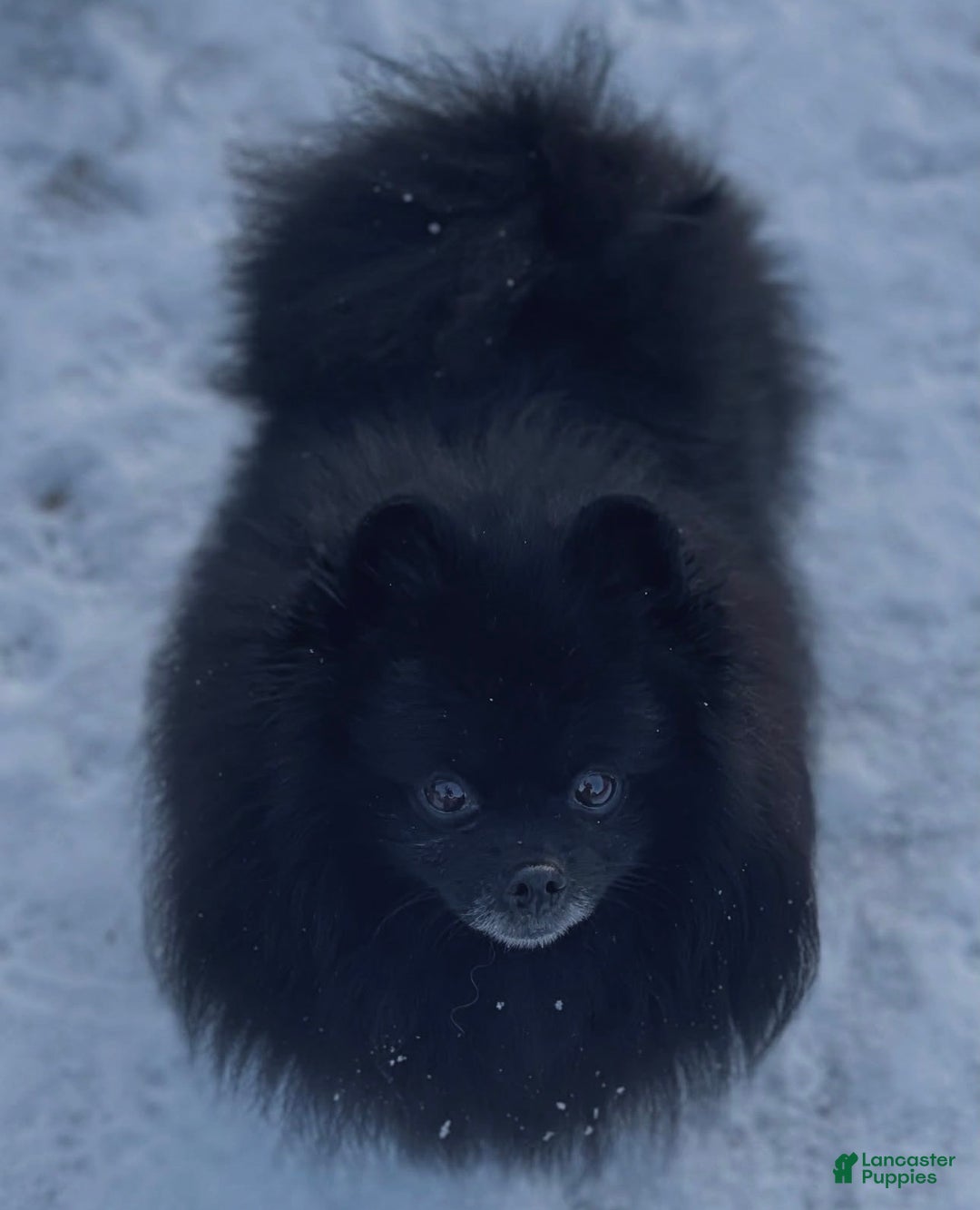 Pomeranian dogs for sale: Poppy - Ad 5