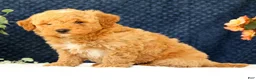 Mini Goldendoodle dogs for sale: Clark - Ad 8