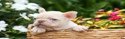 French Bulldog dogs for sale:  Rosa💖 - Ad 5