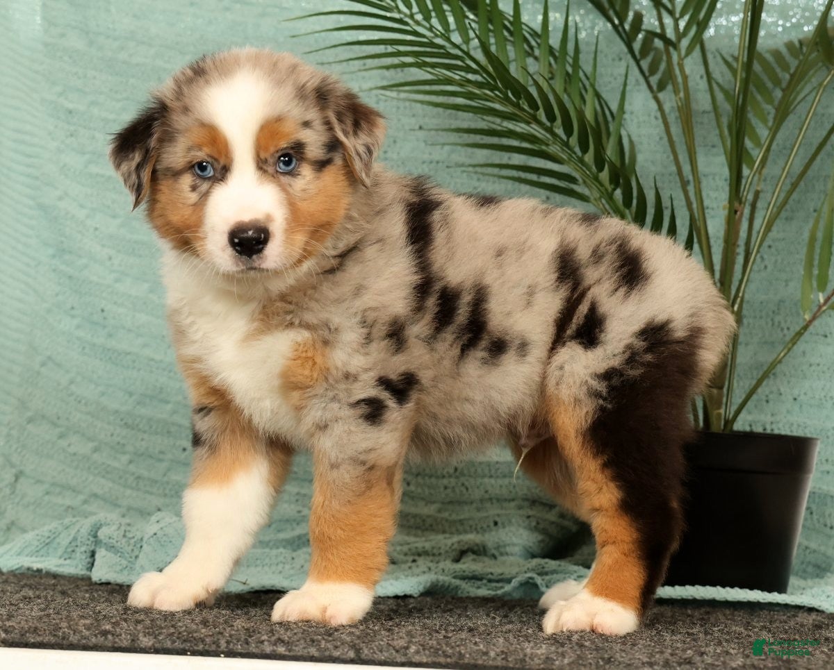 Miniature Australian Shepherd dogs Jasper - Ad 1