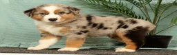 Miniature Australian Shepherd dogs for sale: Jasper - Ad 1