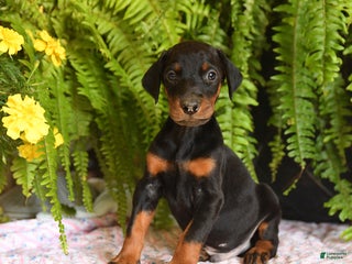 Doberman Pinscher dogs - Ad 33