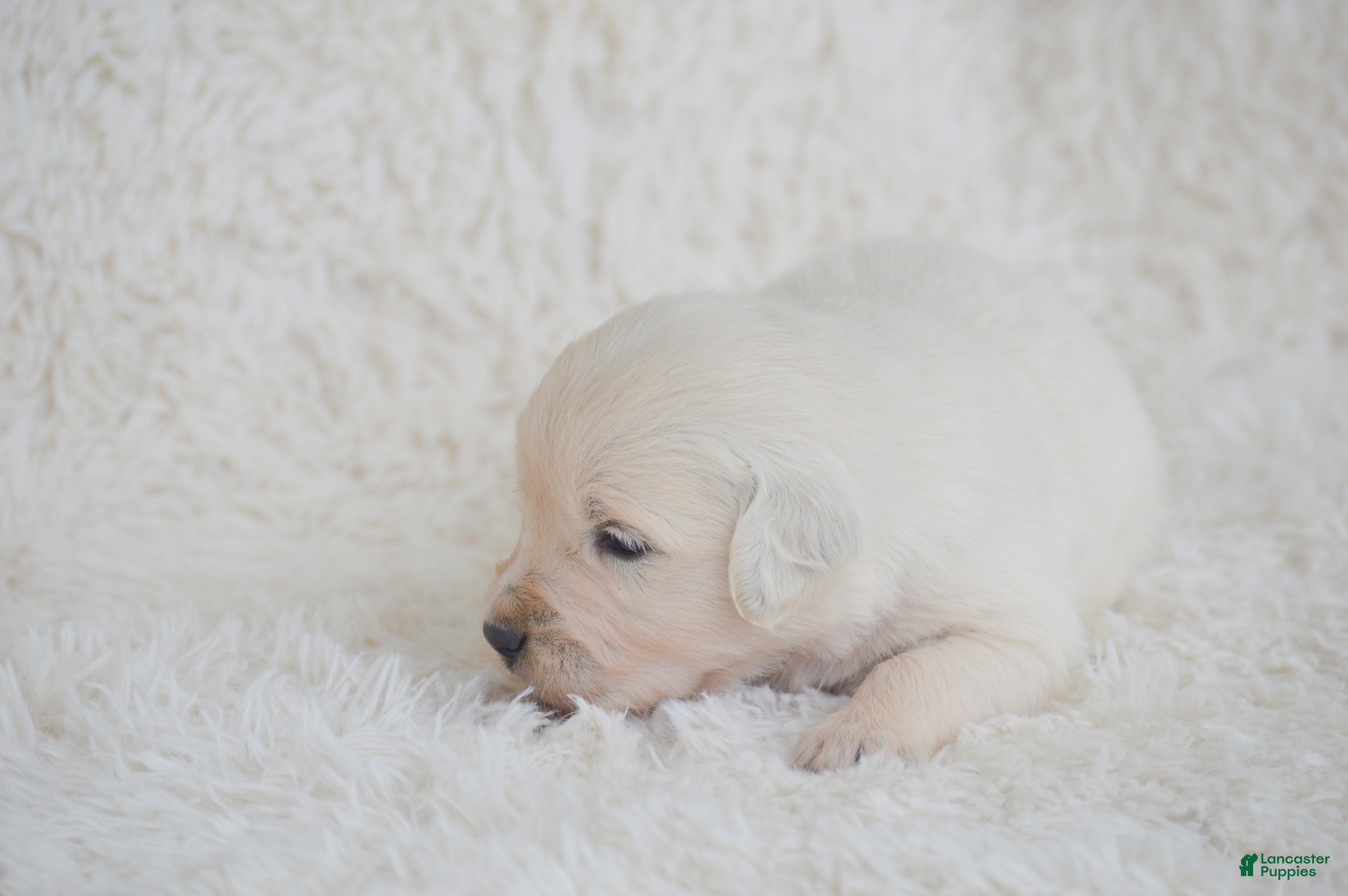 Golden Retriever dogs Bella - Ad 30