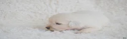 Golden Retriever dogs for sale: Bella - Ad 1
