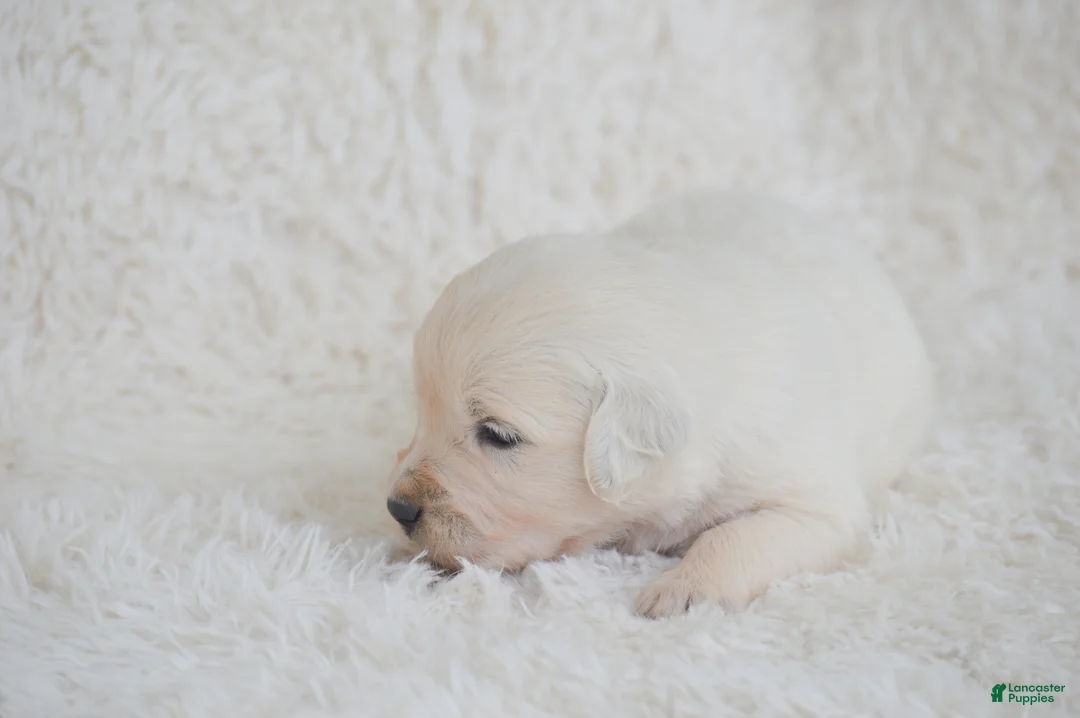 Golden Retriever dogs for sale: Bella - Ad 1