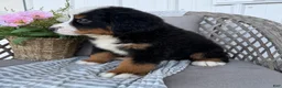 Bernese Mountain Dog dogs for sale: Chucky - Ad 4