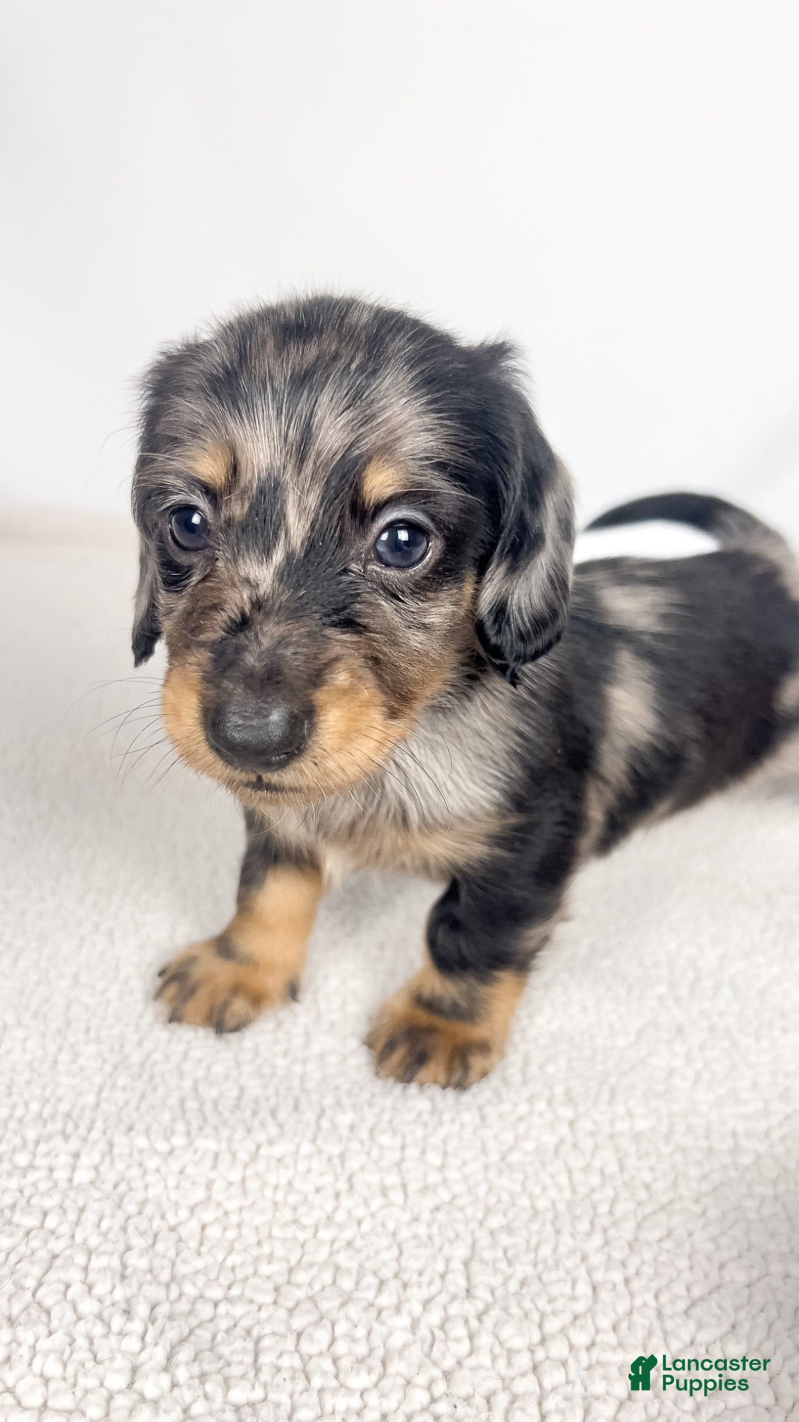 Miniature Dachshund dogs Strawberry - Ad 13