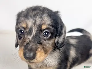 Miniature Dachshund dogs Strawberry - Ad 13