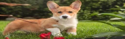 Welsh Corgi Pembroke dogs for sale: Trix Welsh Corgi Pembroke  - Ad 8