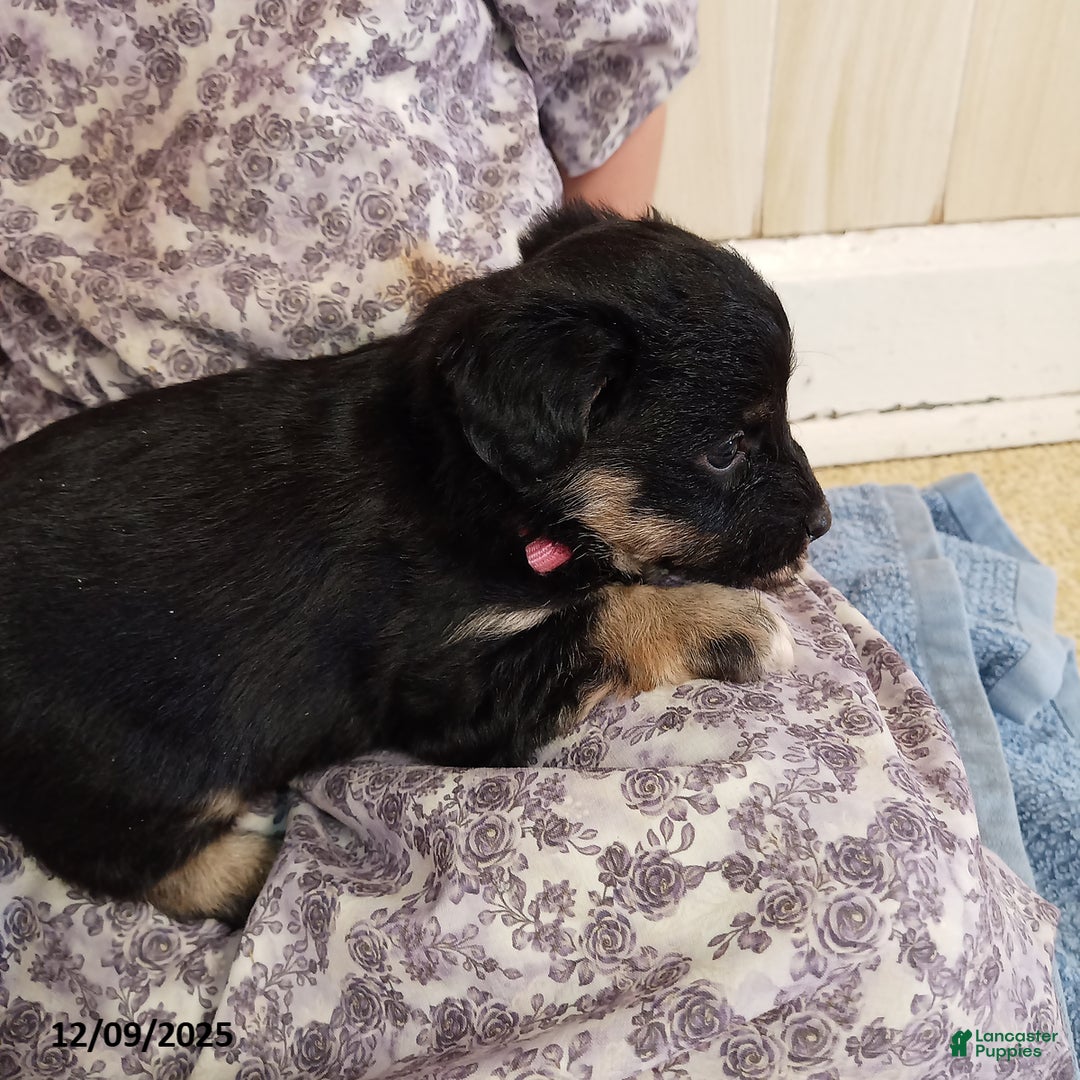 Corgipoo dogs for sale: Bentley - Ad 2