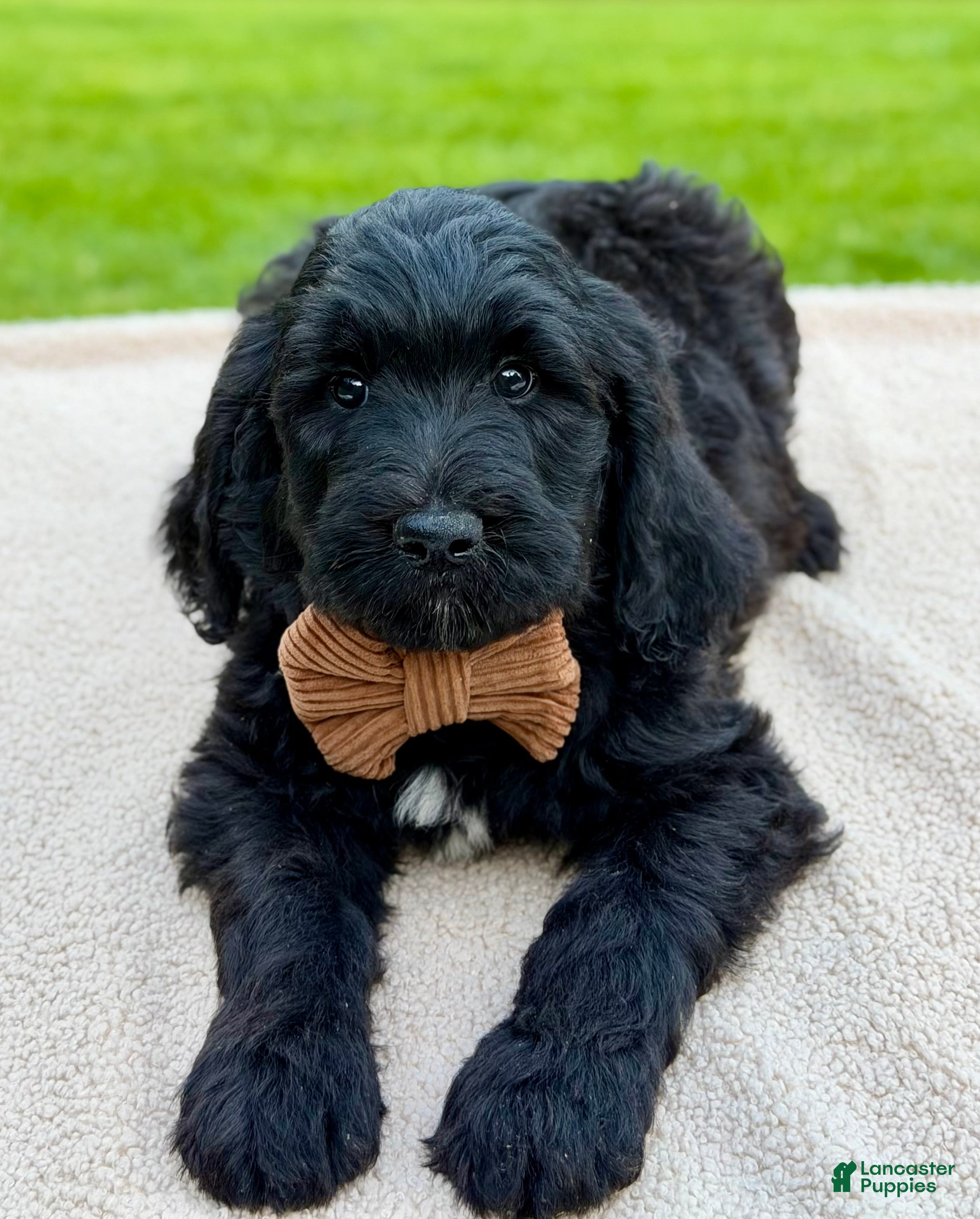 Goldendoodle dogs Bear - Ad 2