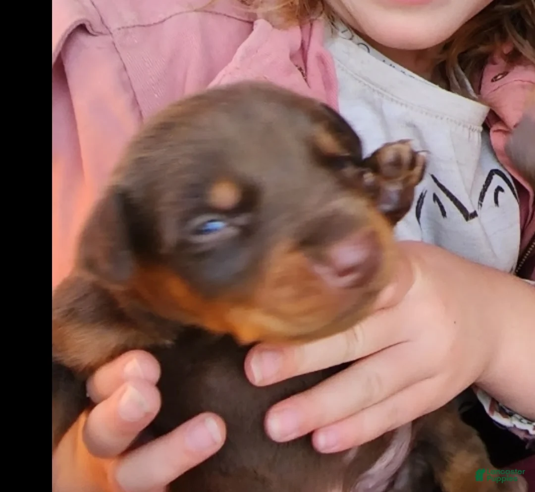 Doberman Pinscher dogs for sale: Sara F 3 - Ad 1