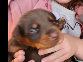 Doberman Pinscher dogs Doberman Pinscher Puppy 3 - Ad 10