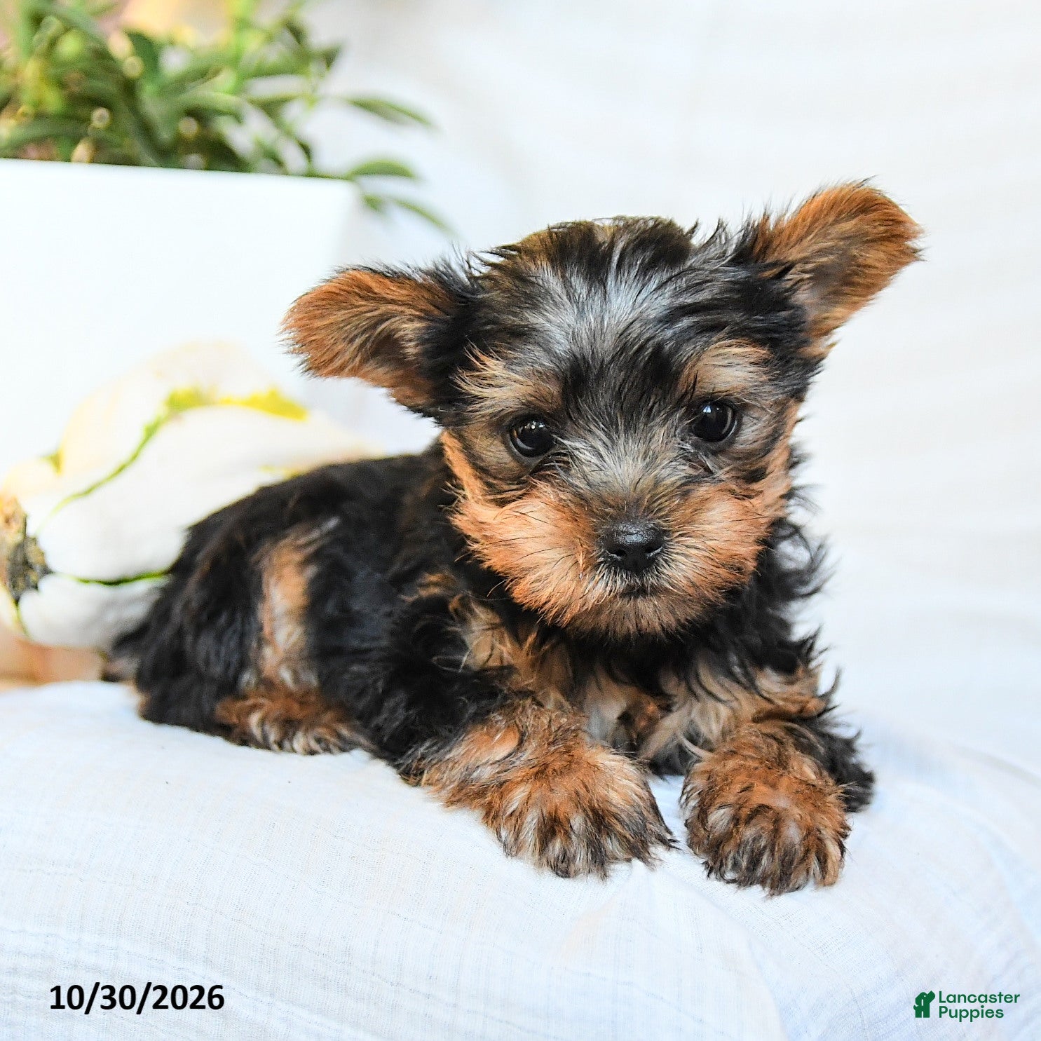 Yorkshire Terrier dogs for sale: Peanut  - Ad 2