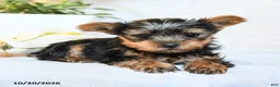 Yorkshire Terrier dogs for sale: Peanut  - Ad 2