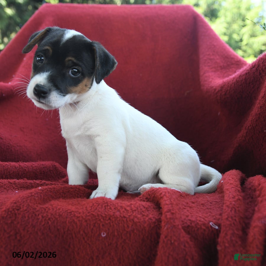 Jack Russell Terrier dogs Mocha - Ad 2