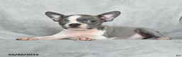 Boston Terrier dogs for sale: Tootsie - Ad 4